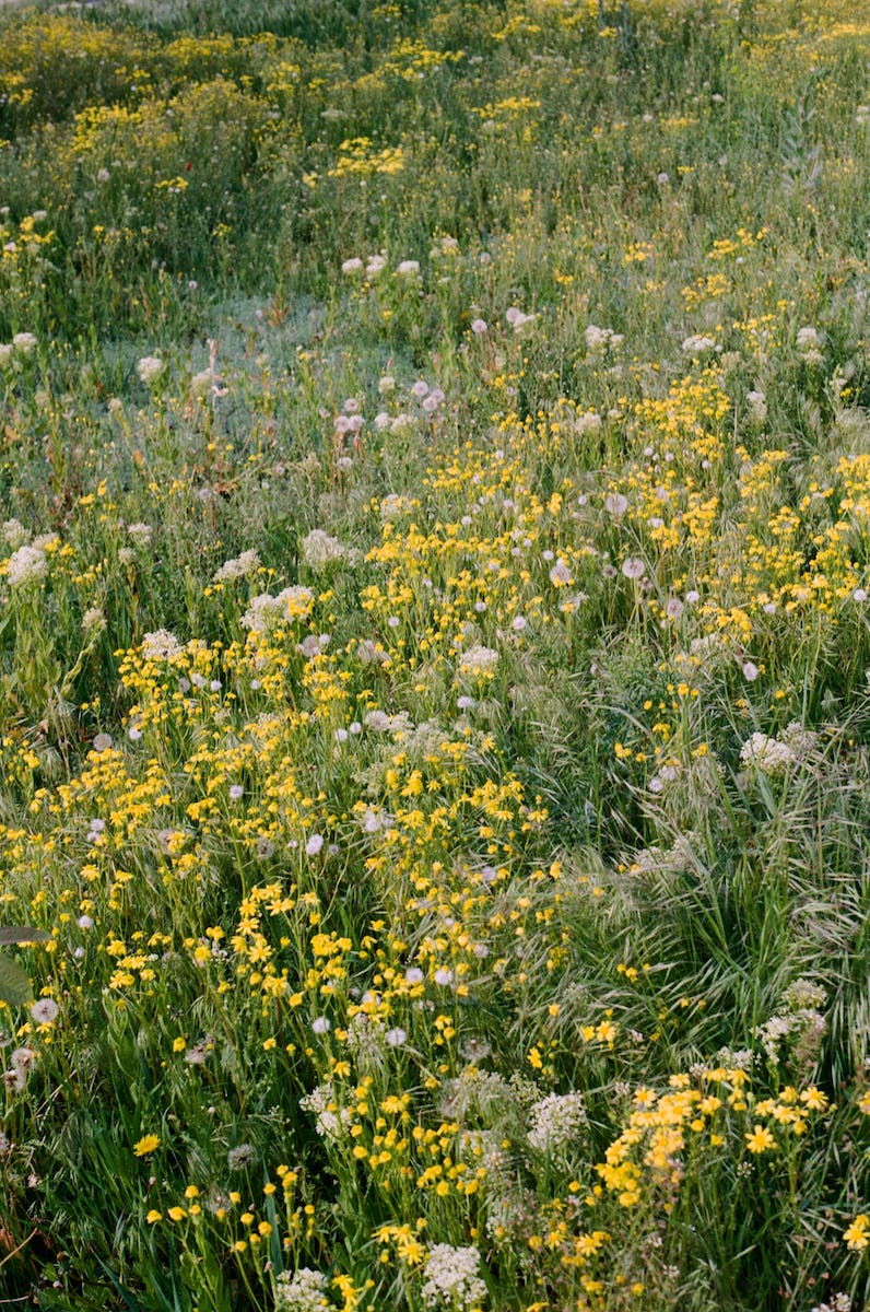 Yellow and White Flower Field