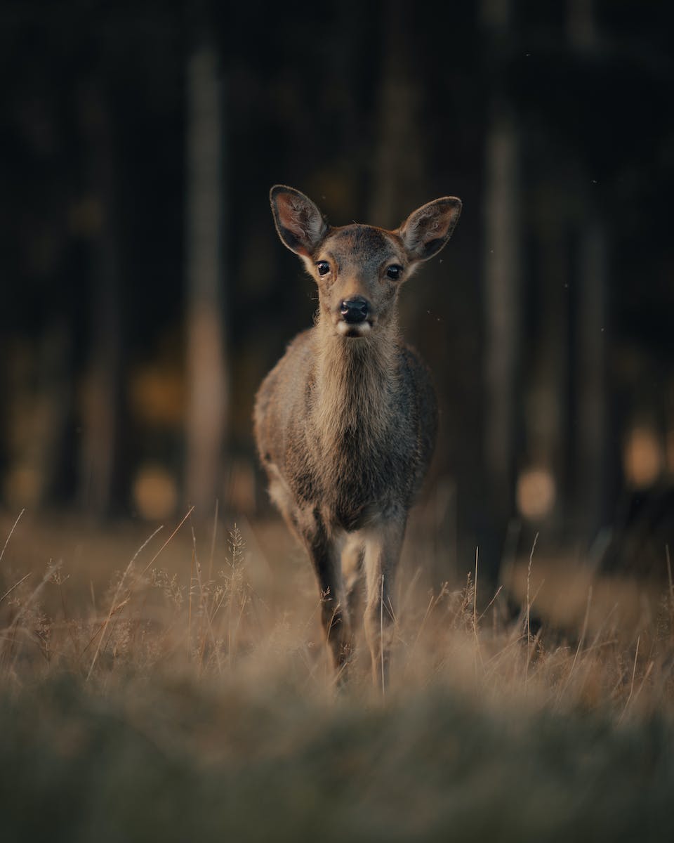 Deer Running towards Camera