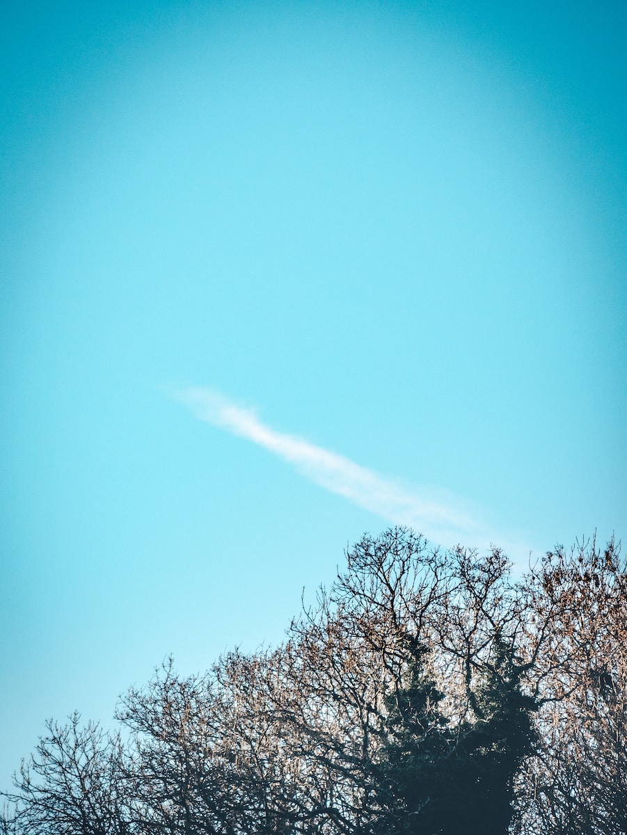 smoke above tree under blue sky