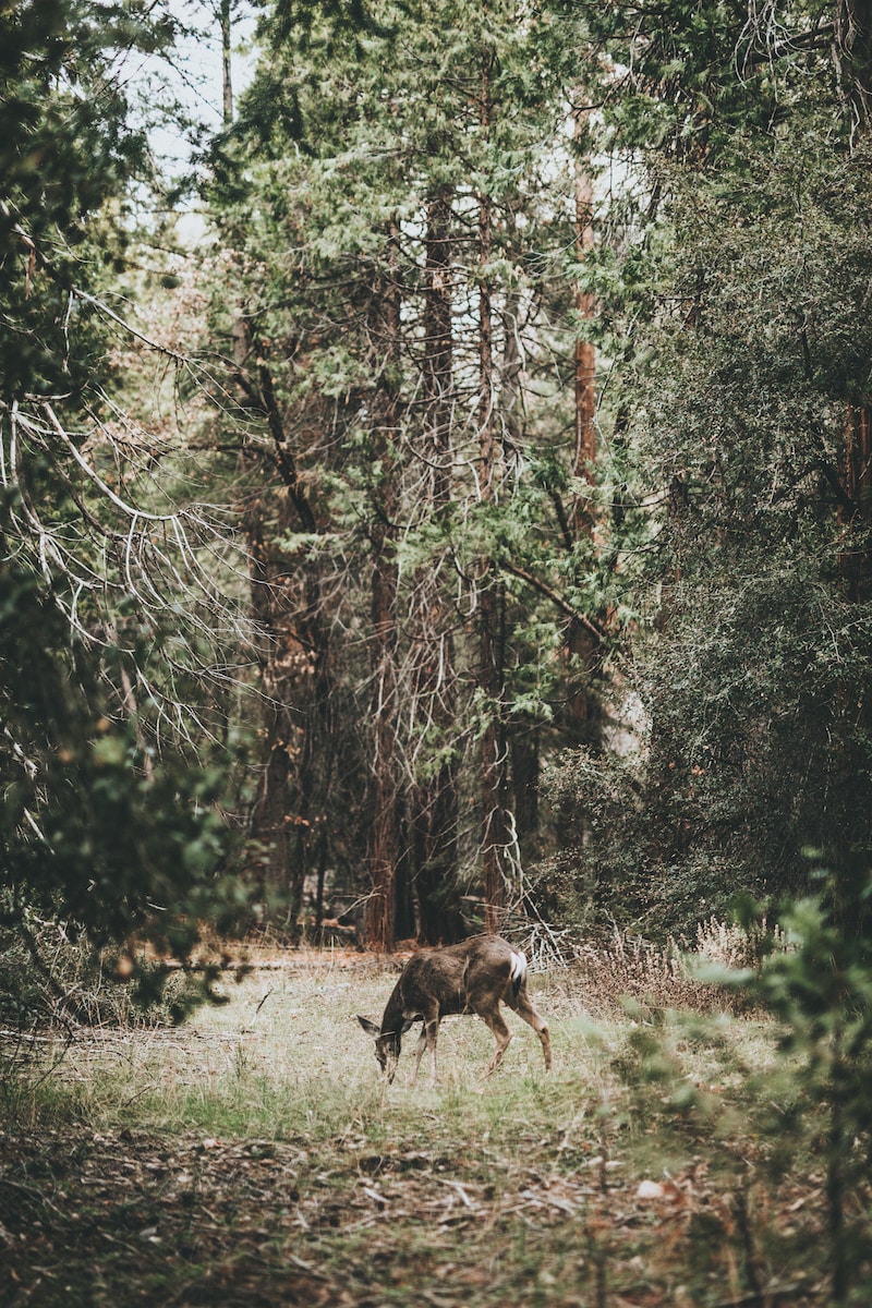 photograph of deer on woods