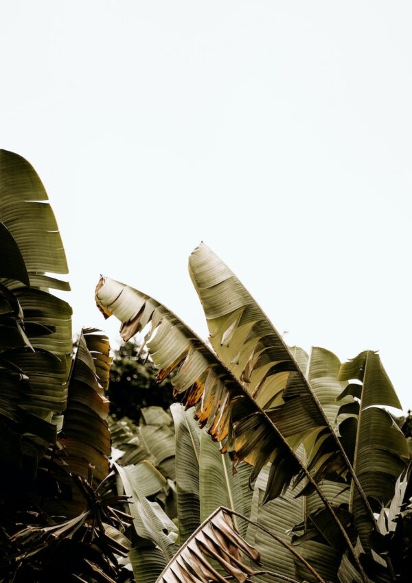 100 Banana Leaf Wallpapers To Add A Green Tropical Aesthetic