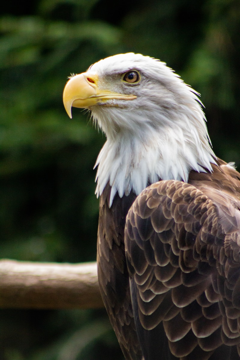 white and brown bald eagle selective focus photography