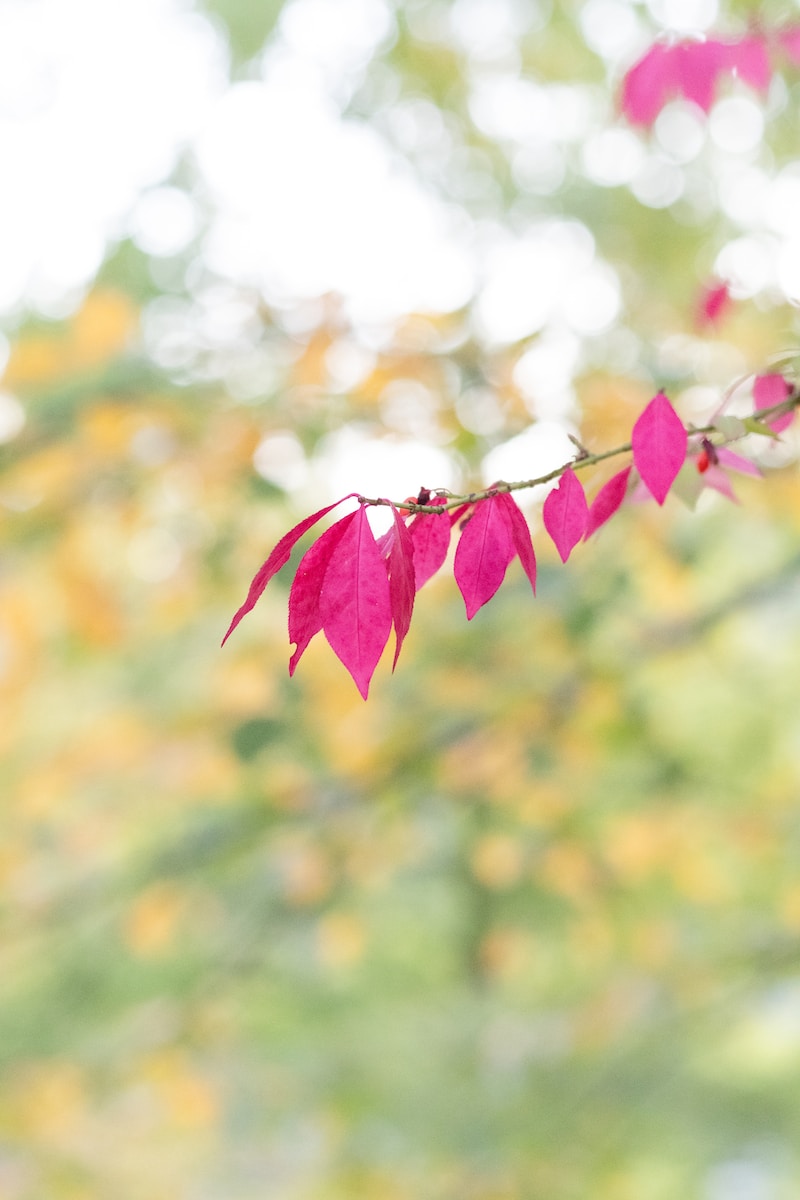 a branch with red leaves hanging from it