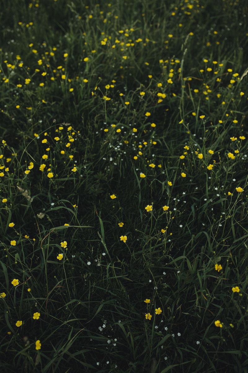 yellow flower plant field