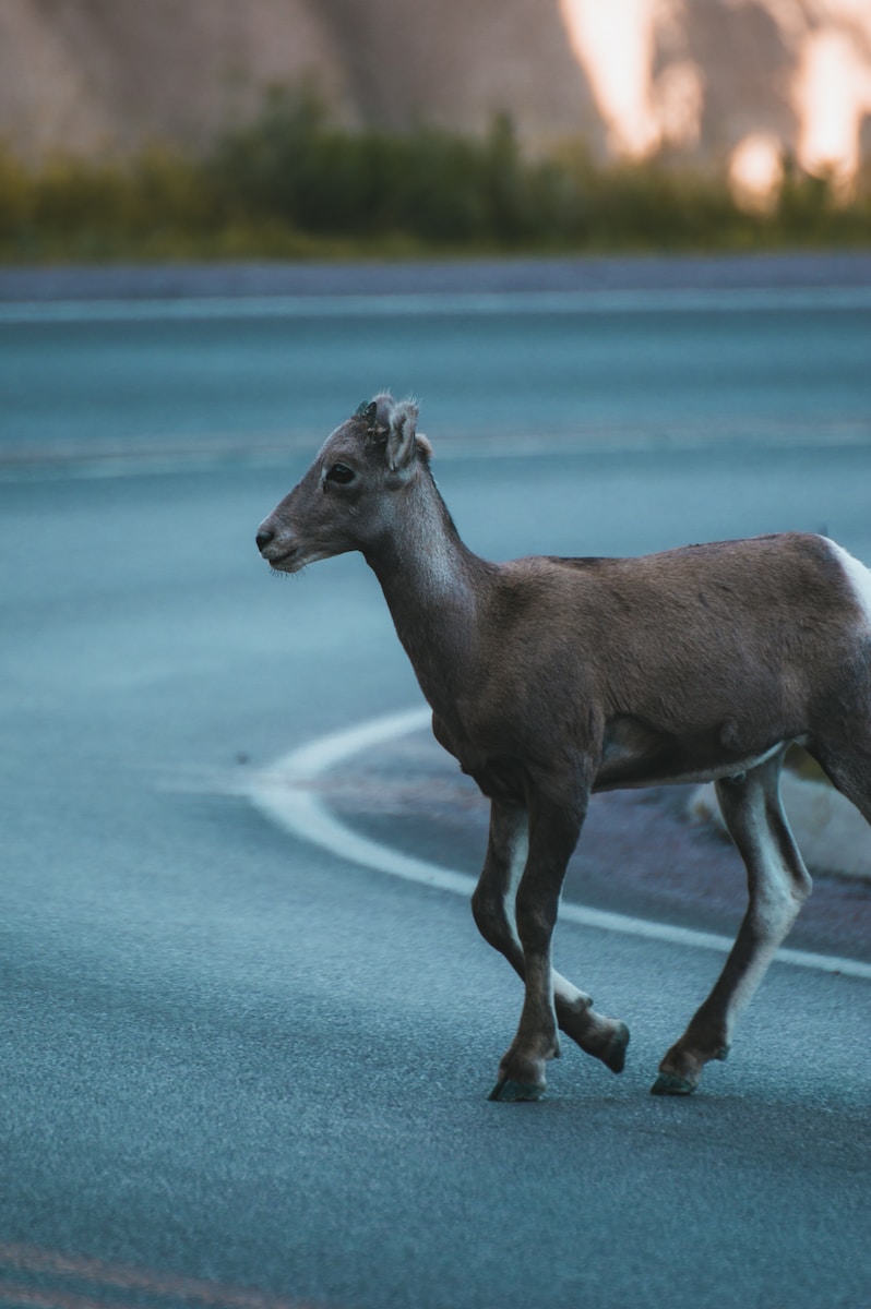 a small goat is walking on a road