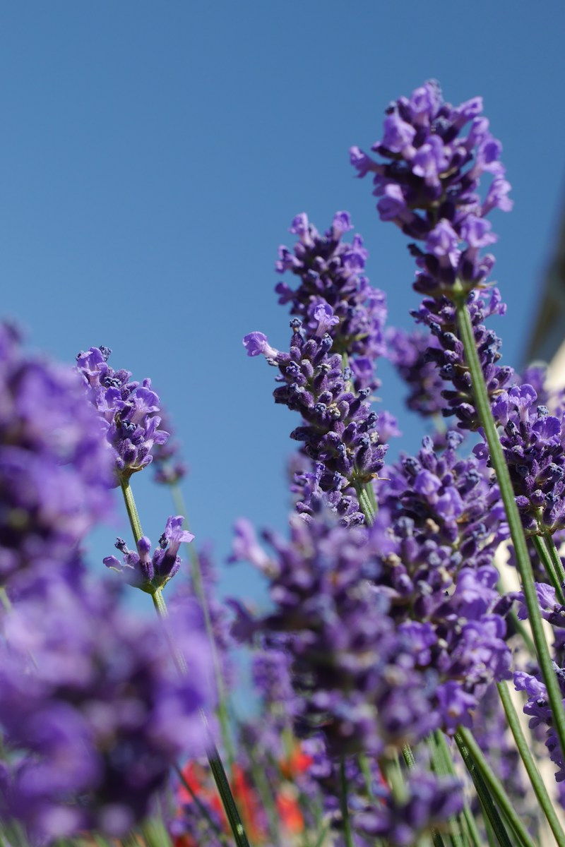 purple flower in macro shot