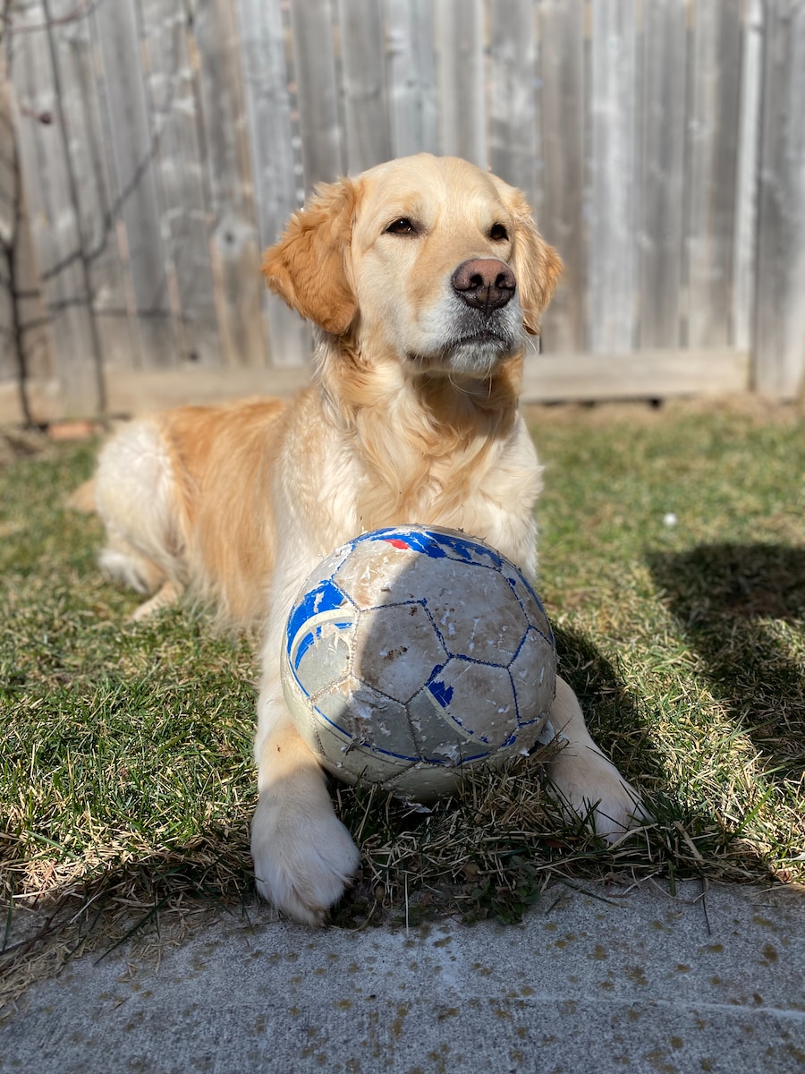 yellow labrador retriever puppy playing soccer ball on green grass field during daytime