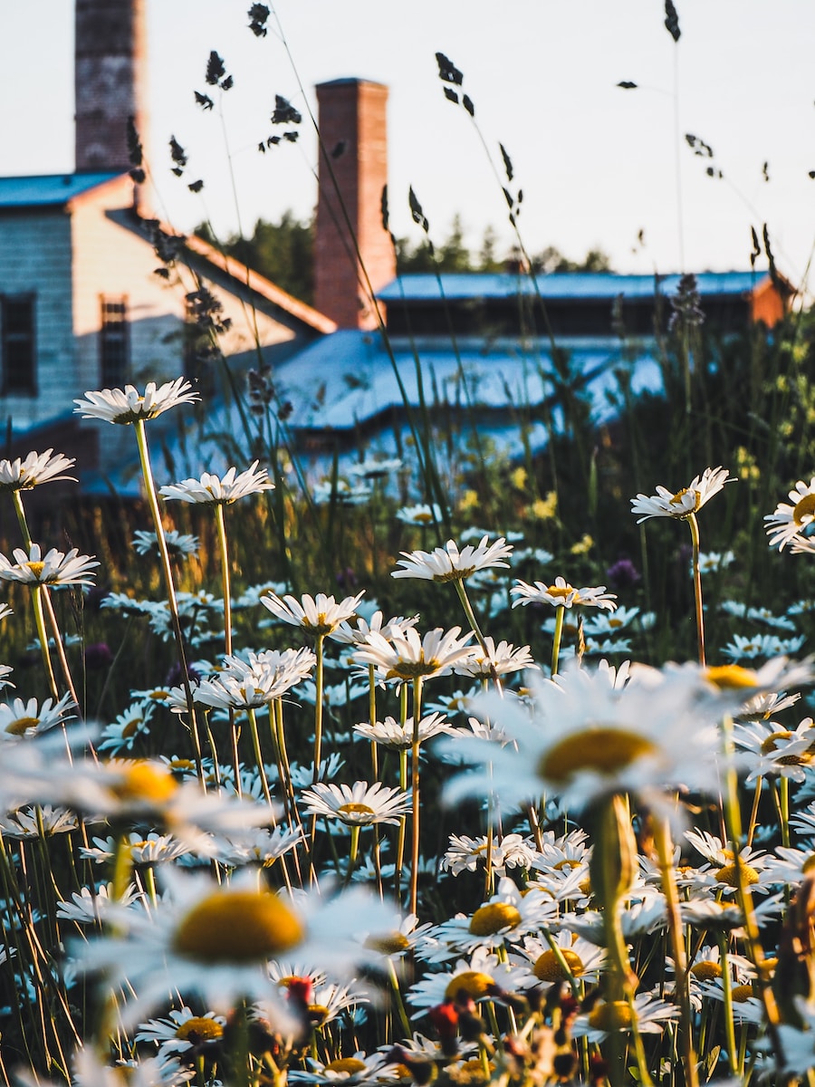 a field of daisies in front of a building