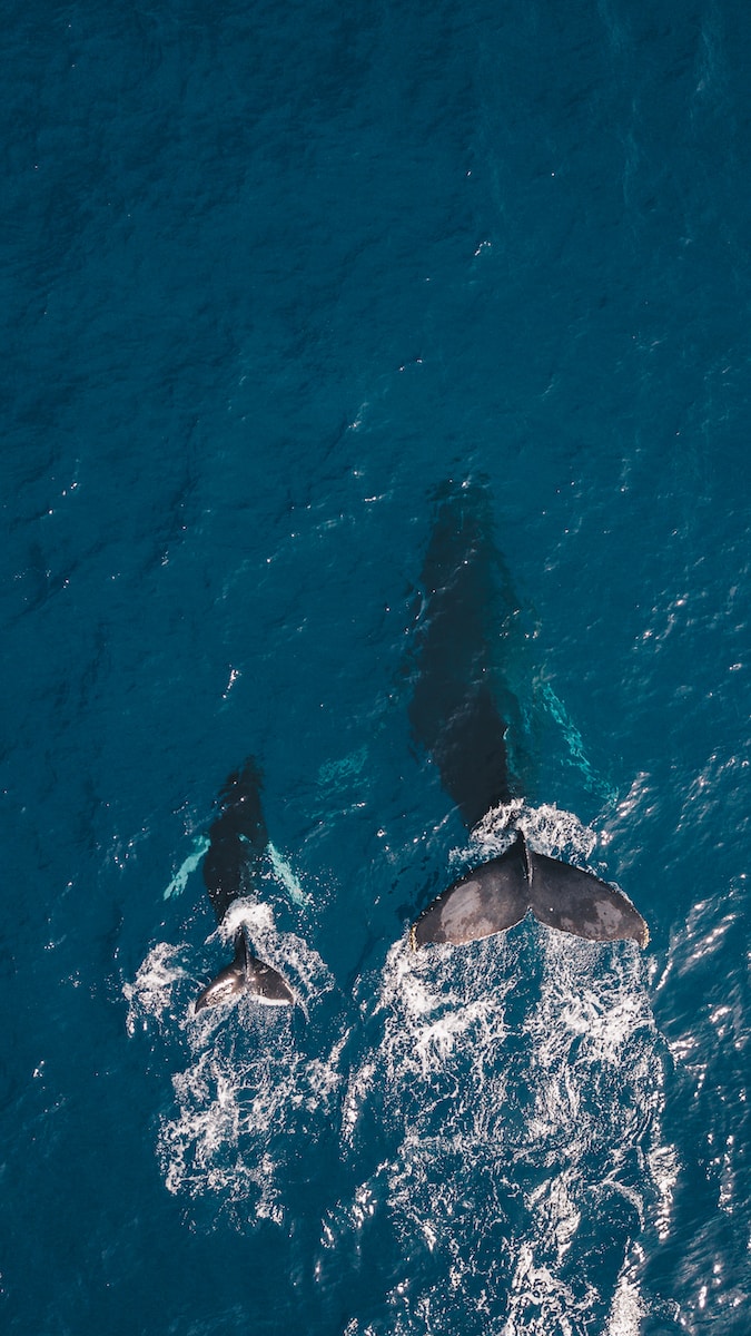 two black whales swimming in body of water