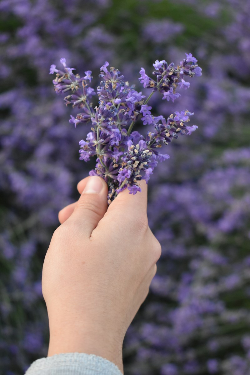 focus photography of purple petaled flower