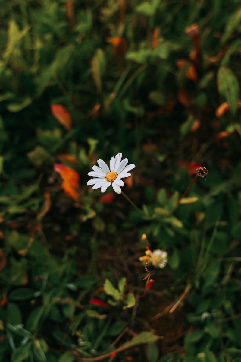 a single white flower sitting in the middle of a field