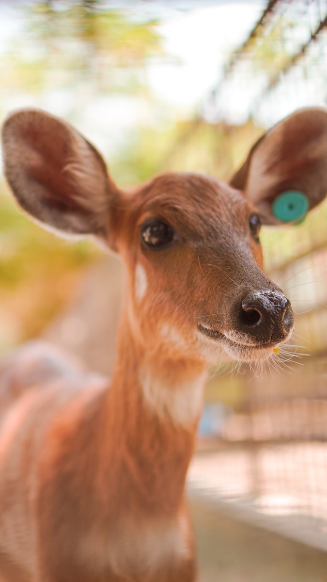 a small deer is looking at the camera