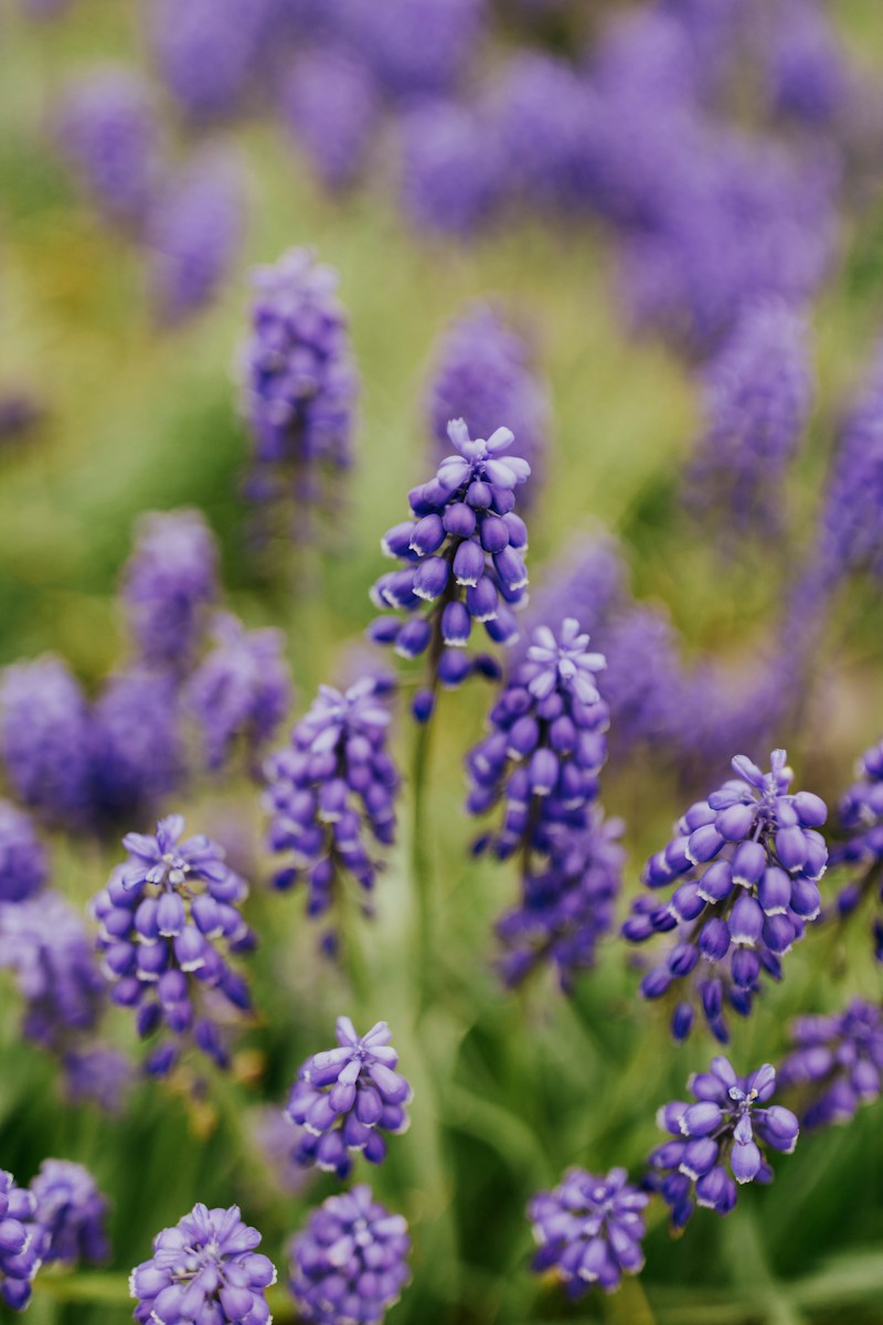 purple flower in tilt shift lens