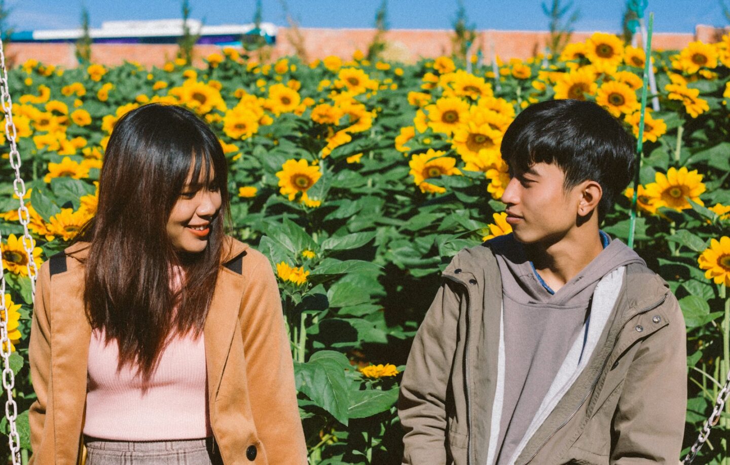 couple sitting beside sunflower field