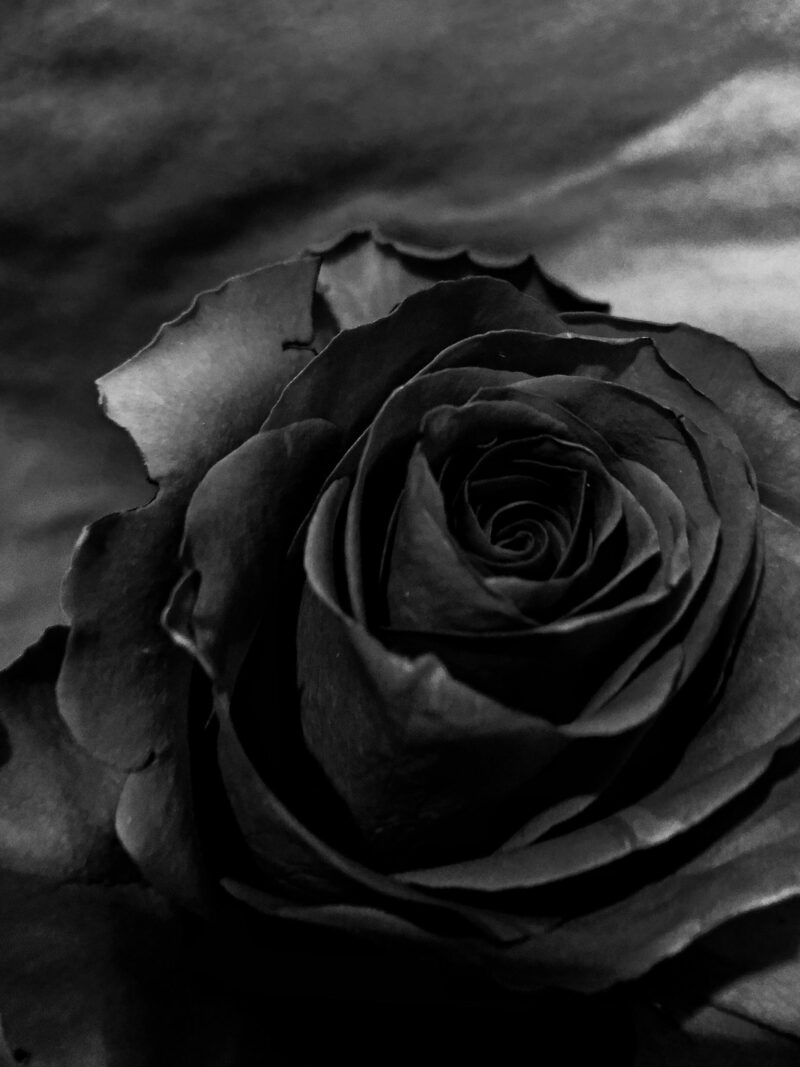 100 Beautiful Black Rose Wallpapers That Unveil Beauty & Mystery